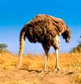 ostrich head in sand